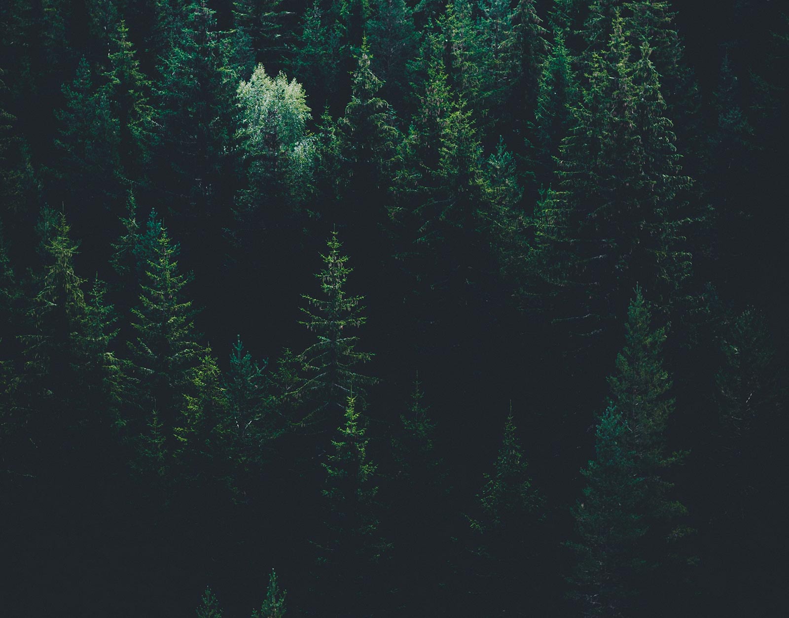 Forests